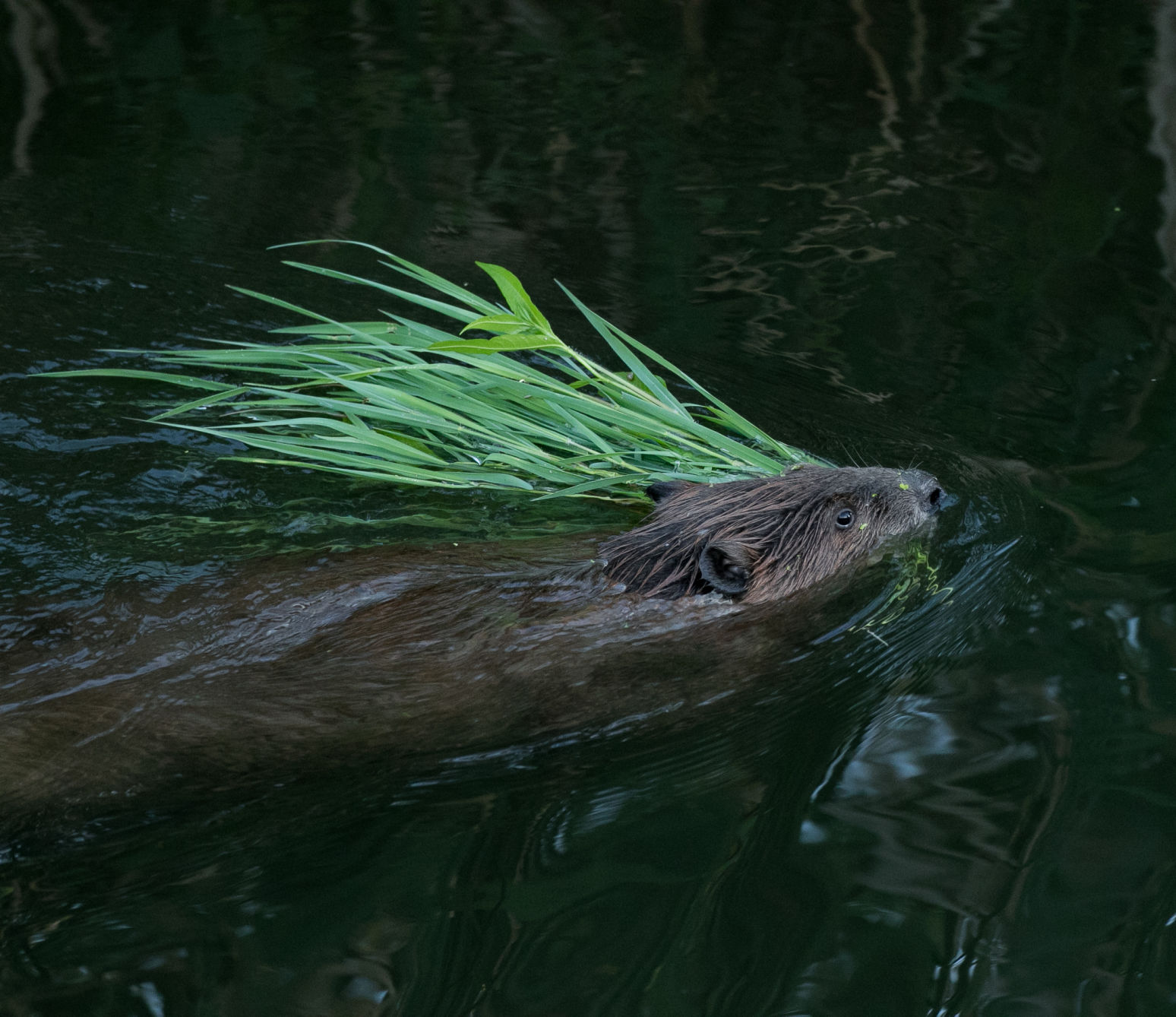 Beaver Lodge Summer 2017